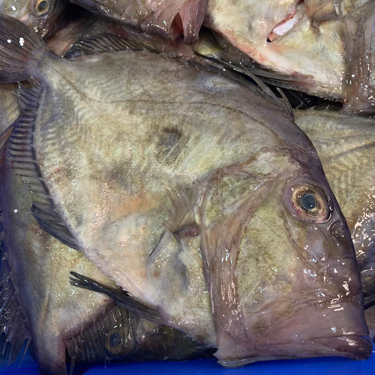 Unbelievable John Dory’s caught and landed on Brixham Fish Market by Brixham Dayboat ‘The Girl Debra’