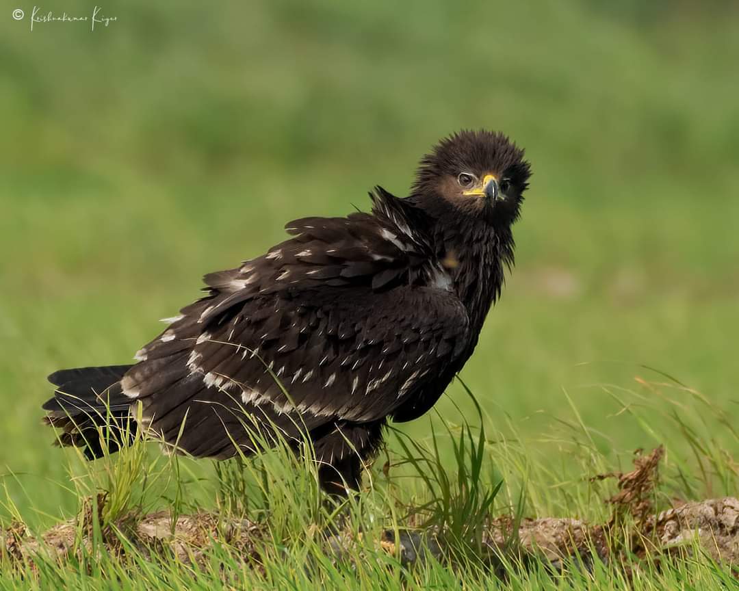 Greater Spotted Eagle
(Clanga clanga)
Kolewetlands #Thrissur #Kerala Jan 2021. 
Winter visitor to India, near large wetlands, hunts waterfowl. #NearThreatened

Pic - Krishnakumar Iyer
facebook.com/groups/indianb…

#birds #birdwatching #birdphotography #IndianBirds @Avibase #nature