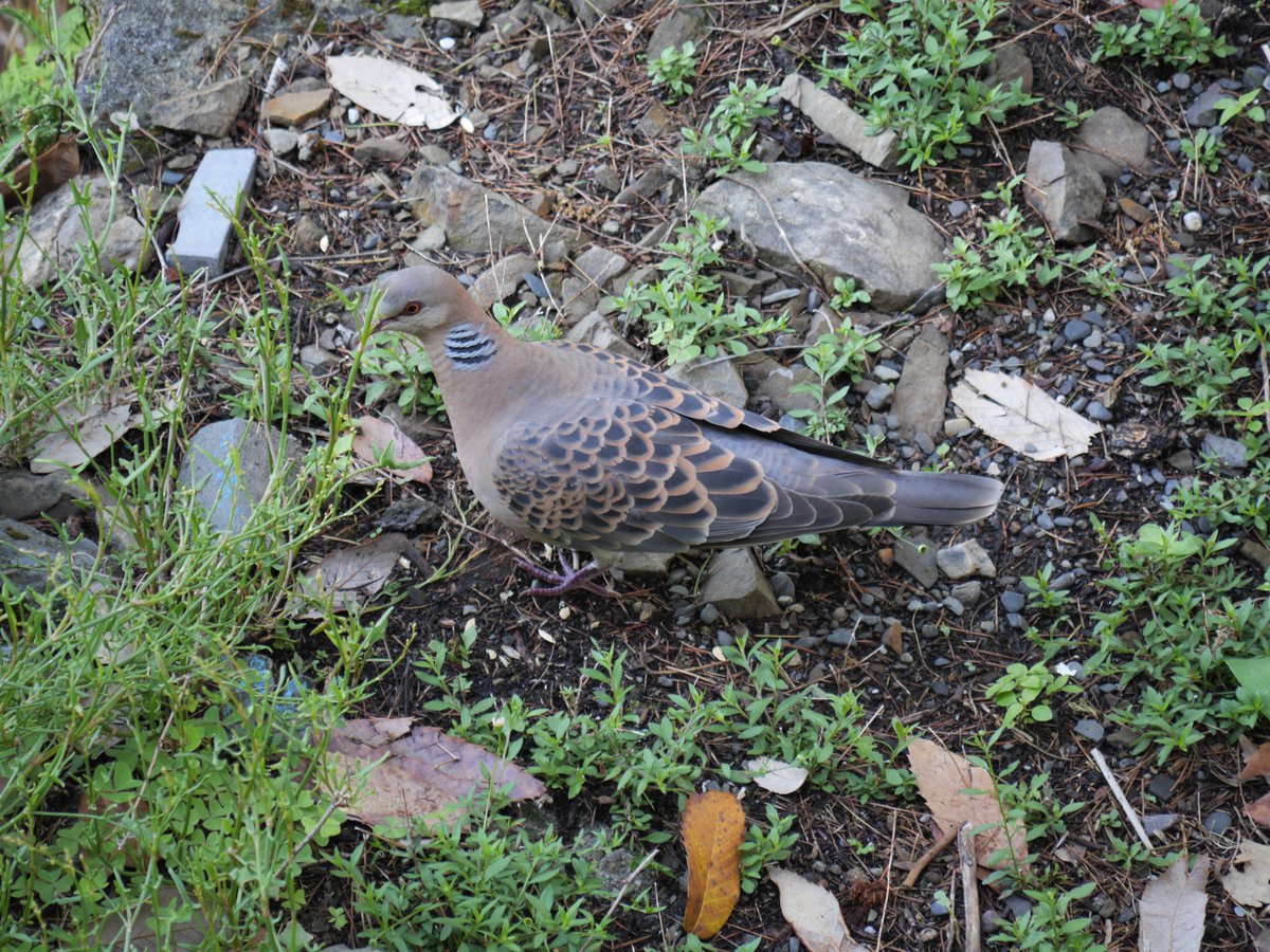 heart_podcast's tweet photo. A #turtledove putting on a display.
#IndiAves #birdsoflandour #BirdsSeeninJune #heartofconservationpodcast #doves #birdsofindia #wildlifephotography #NaturePhotography #NatureTwitterCommunity #Nature https://t.co/4btEHrXaQf