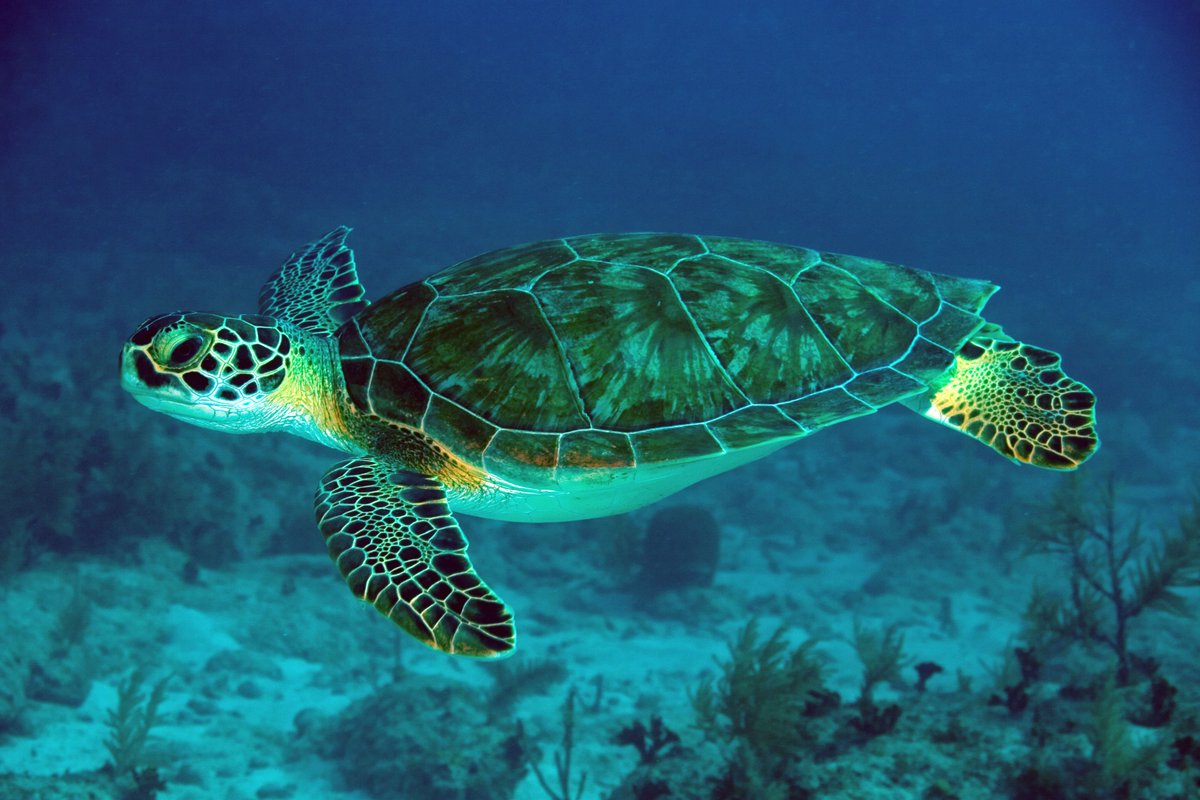IndianItcan's tweet photo. 1/3 Some #WednesdayWisdom on the #ReproductiveBehaviour of Green sea #turtles-
Found in warm subtropical and tropical #oceans around the world, Green #seaturtles nest in over 80 countries. Consequently, the #Atlantic, #Indian and #Pacific populations have different #markings. https://t.co/onPabt4K8I