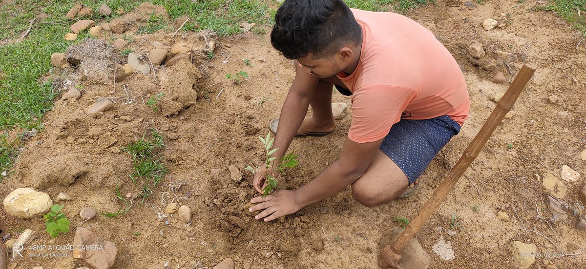 #Today Me and my friend planted some trees in a pasture.
#Maharaja Sriram Chandra BhanjDeo University Takatpur Baripada.
#NssIndia
#nssodisha
#saveenvironmentsavelife
#youngwarrior 
#OxygenShortage
#StayHomeStaySafe
#NSS India MinistryofYouthAffairs and Sports,Government of India