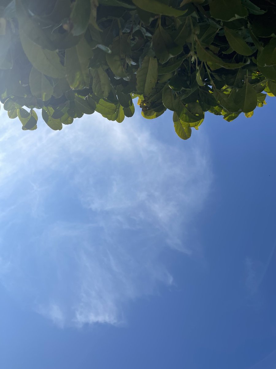 garden_escape's tweet photo. View from the yoga mat #savasana #practice #HappinessMantra #yogaoutside https://t.co/73229tqePQ