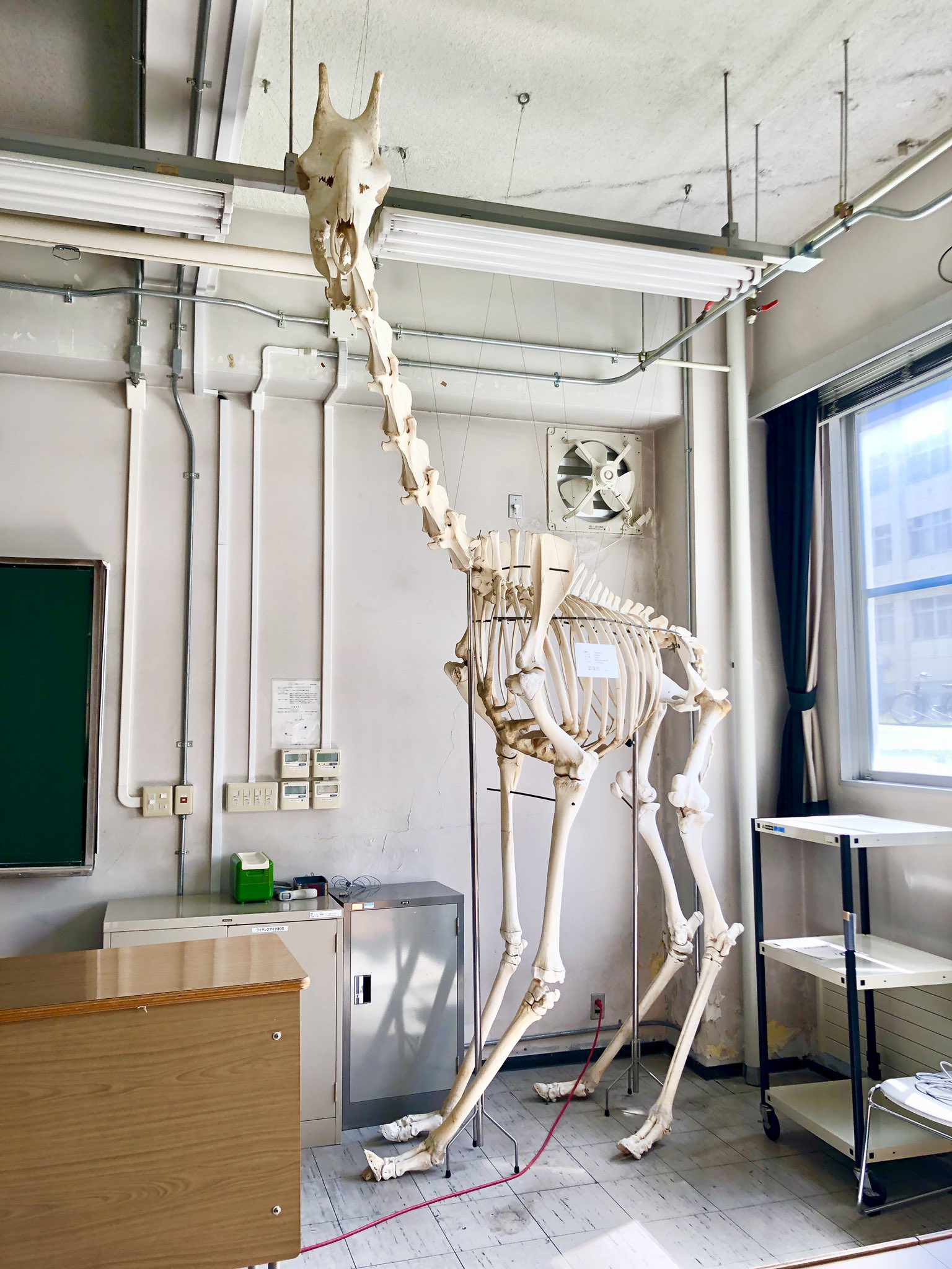 酪農学園大学 公式 キリンの骨格標本がある教室 酪農学園大学 キリン 骨格標本 教室 T Co Kjkzwkfrtm Twitter