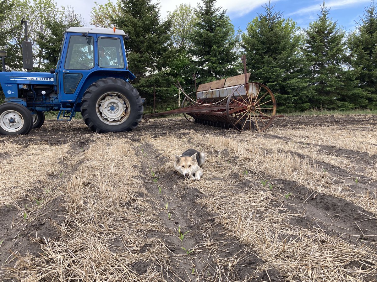Protecting my sweet corn patch from raccoons. It’s not the dog - but the headland of late seeded spring wheat. Raccoons haven’t crossed in 12+ yrs - they must be gluten intolerant.