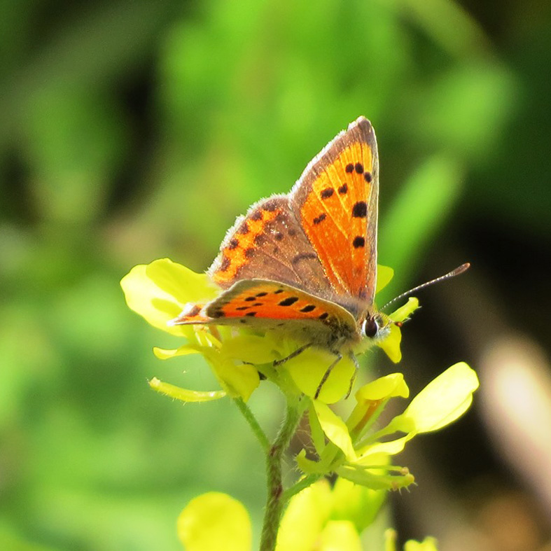 British Wildlife Centre tweet media