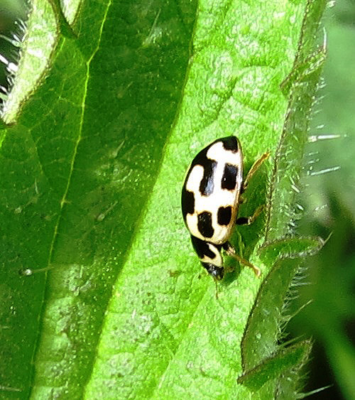 British Wildlife Centre tweet media