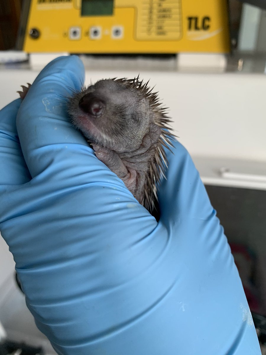 Prickles_Paws's tweet photo. โฃ๏ธCAN YOU HELP โฃ๏ธ
We need hoglet supplies and some equipment for the rescue. Please see our wish list if you are able to help, the equipment is just examples, we are very happy with any similar or SECONDHAND equipment that is in good working order.
https://t.co/ulCTIdBCoL https://t.co/WuYl6ycUXb