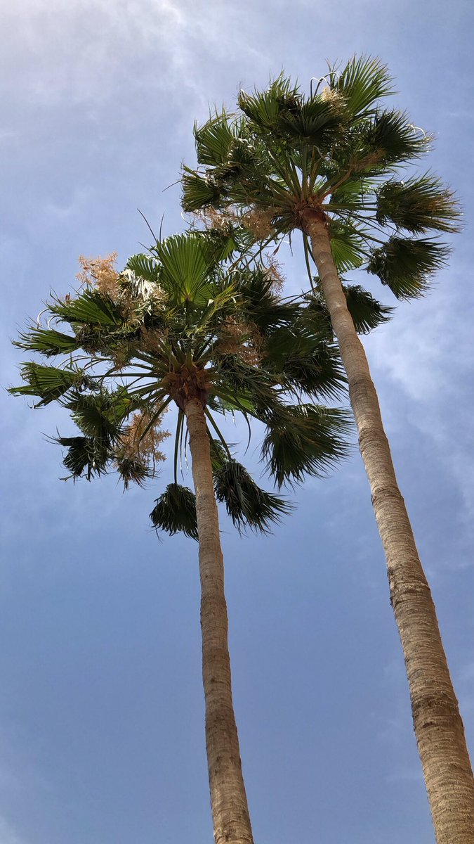BenghaziBright's tweet photo. A couple of palm trees from Benghazi, swaying with the breeze, standing the longest. 
13:57 | Benghazi 

-RANA ✨ https://t.co/x5Xw1PIZHi
