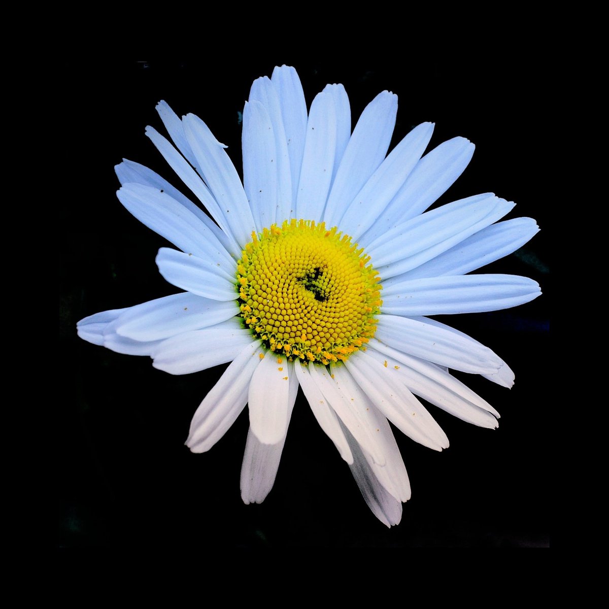 CeCeArt_Photo's tweet photo. 🌼🌼🌼
#Flowers #photography #art https://t.co/Gid10KHAxz