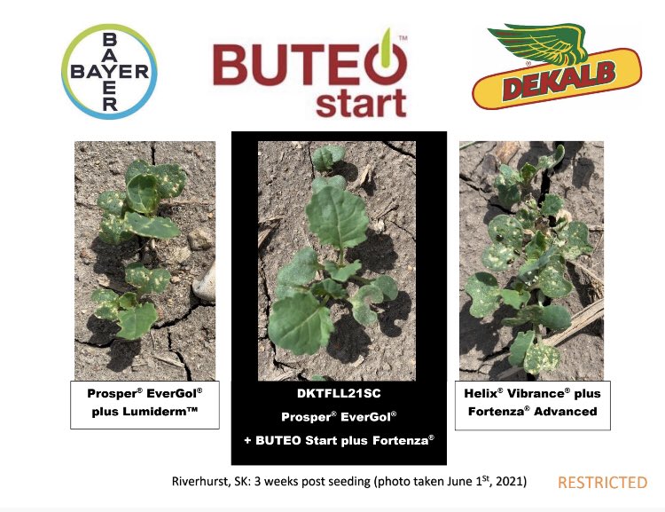 With these hot days everything is taking off including flea beetles! Check out some great results from our new canola seed treatment #BUTEOstart <a href="/Bayer4CropsCA/">Crop Science Canada</a> <a href="/DEKALB_Canada/">DEKALB Canada</a> #tipoftheweek #BayerExperience #BUTEOstartAdvantage