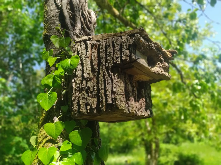 icilorraine57's tweet photo. À Ancy-sur-Moselle, des nichoirs à oiseaux pour favoriser la biodiversité en ville
https://t.co/y2J9z1KN8h
#MaSolution https://t.co/RMMTpovmh7
