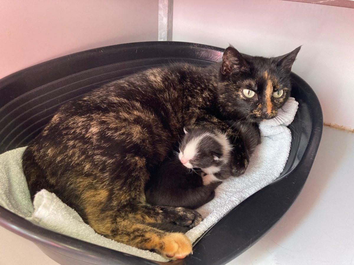 💚 GEVONDEN: KAT
poes, schildpad, is 18/5/21 bevallen.
#KLAZIENAVEEN #DR Kloostermanswijk
#DHgev 20/5/21 facebook.com/DeHerenigingDr…