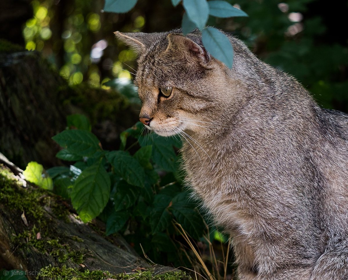 Wildkatzendorf (@wildkatzendorf) on Twitter photo WIR SUCHEN VERSTÄRKUNG - MINIJOB IM GEHEGE
Spaß am Umgang mit Mensch und Tier? Suche nach einem tollen Minijob? Arbeit am Wochenende keine Hürde? Dann gleich bewerben! Mehr Infos bei wildkatzendorf.de
Bildrechte Jens Fischer
<a href="/BUNDth/">BUND Thüringen</a> WIR SUCHEN VERSTÄRKUNG - MINIJOB IM GEHEGE
Spaß am Umgang mit Mensch und Tier? Suche nach einem tollen Minijob? Arbeit am Wochenende keine Hürde? Dann gleich bewerben! Mehr Infos bei wildkatzendorf.de
Bildrechte Jens Fischer
<a href="/BUNDth/">BUND Thüringen</a>