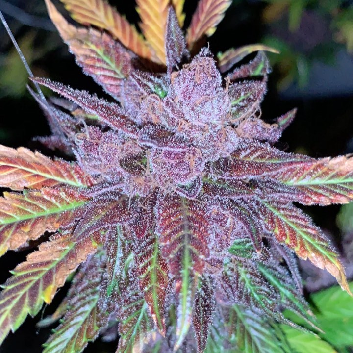 ApotForPotAff's tweet photo. with A pot for a pot anybody can grow amazing weed by simply adding water if you want to learn more click this link https://t.co/KibuHEiV2F

#DogeCoinTo1Dollar #StonerFam #WeedLovers #weedfam #weedporn #dank https://t.co/598EJEIgee
