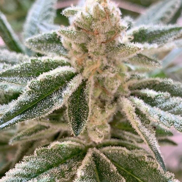 ApotForPotAff's tweet photo. with A pot for a pot anybody can grow amazing weed by simply adding water if you want to learn more click this link https://t.co/KibuHEiV2F

#DogeCoinTo1Dollar #StonerFam #WeedLovers #weedfam #weedporn #dank https://t.co/598EJEIgee