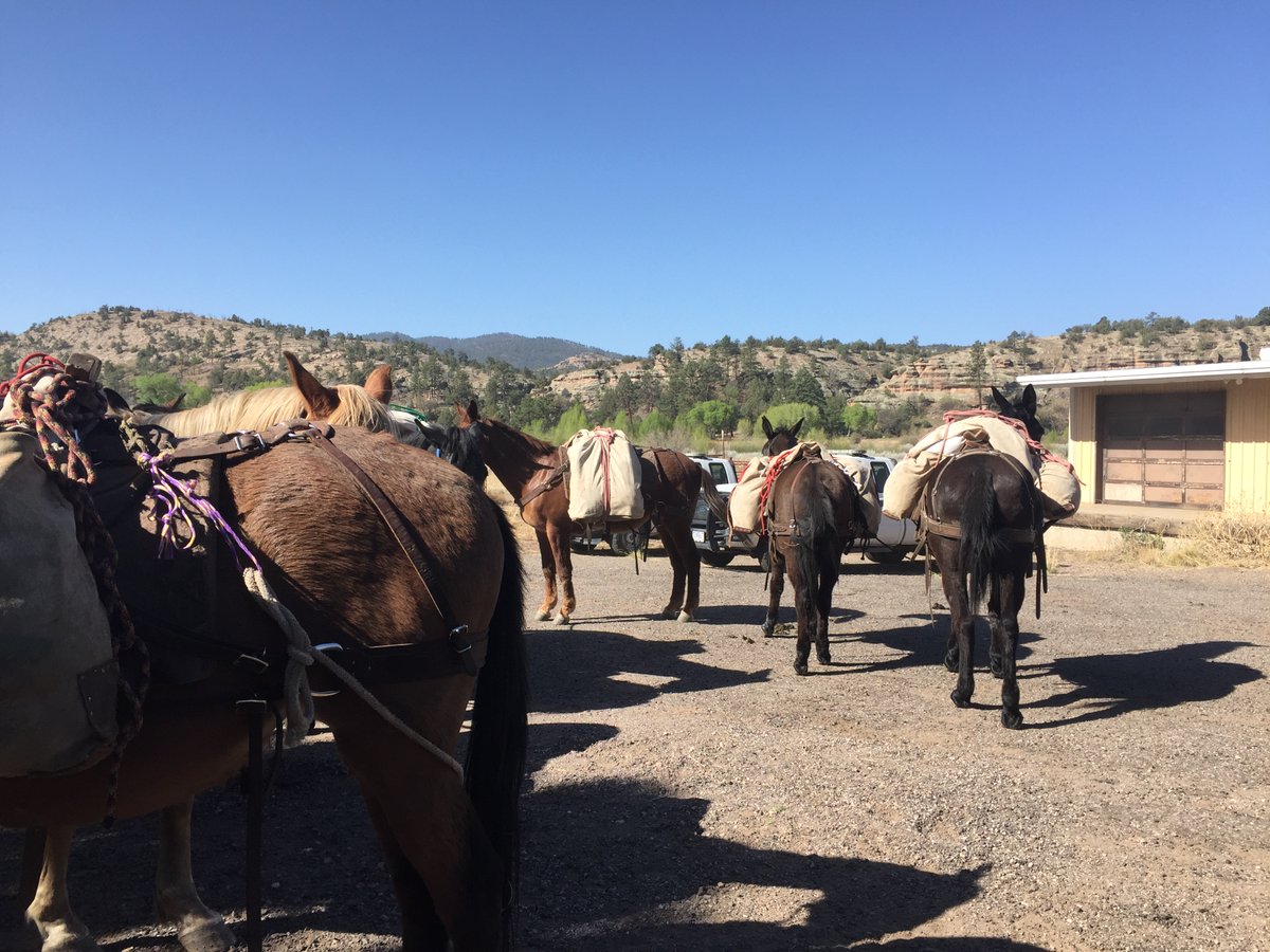 #WildernessWednesday  The Wilderness and Glenwood RDs have pack strings. Have you seen them in action? They help carry out supplies to the our lookouts, fire supplies, help FWS with the #GilaTrout and much more. 
Photo Credit: Liz Carver/Forest Service