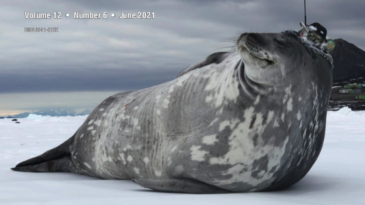 MethodsEcolEvol's tweet photo. 🎉Our June issue is out today!🎉

On the cover: A sleepy Weddell seal carrying a satellite tag for generation of #biologging data. In this issue, @AnaMMSequeira et al. provide a standardisation framework to advance the sharing and use of biologging data: https://t.co/xGEGe7gqDG https://t.co/vxW6Y0AzlI