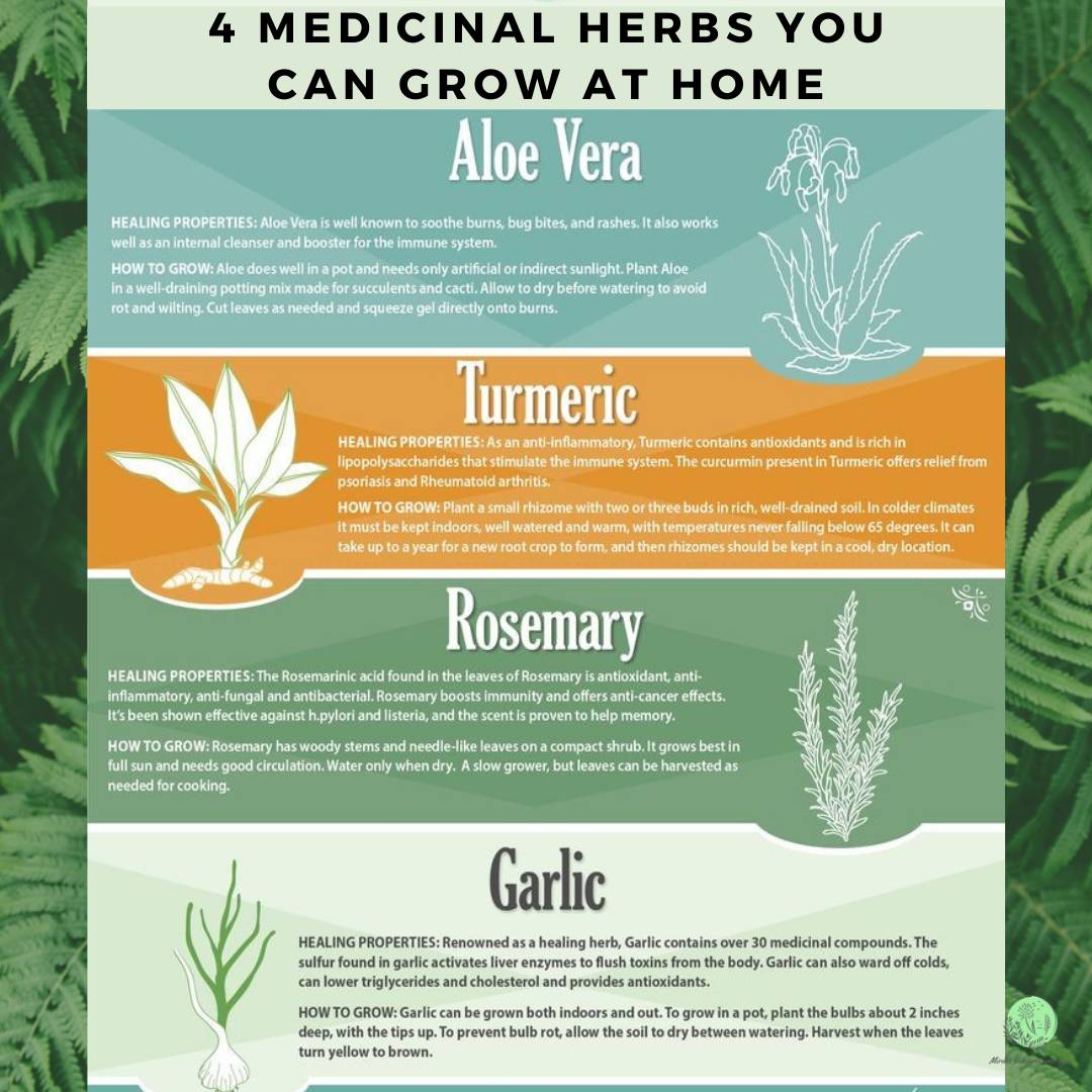 AndMirdus's tweet photo. At Mirdus Wellness, we believe in teaching others how to live a healthier life at home. Here are 4 medicinal plants that can be grown in pots or a garden! 🌿

#plantsnotpills #herbalism https://t.co/ZvqxAyJxJv