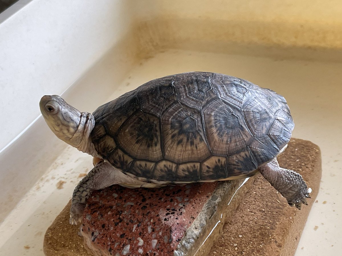 カメのたね V Twitter 初めてベビーから飼育する種類で 多少の不安がありましたが 餌食いも良くトラブルなく育ってくれています まだまだ 変化しそうで今後の成長が楽しみです カメのたね V Twitter 初めてベビーから飼育する種類で 多少の不安がありましたが 餌食いも良くトラブルなく育ってくれています まだまだ 変化しそうで今後の成長が楽しみです