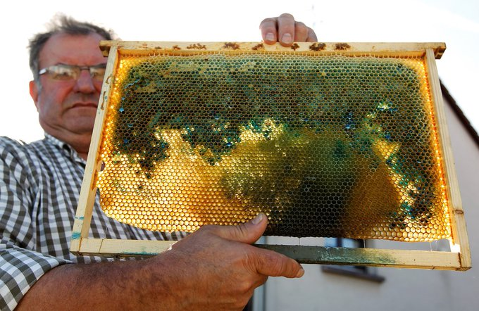 DanielNorero's tweet photo. "Los apicultores franceses no pudieron resolver el misterio de la #miel azul y verde en sus colmenas hasta que descubrieron que las #abejas se estaban alimentando de caramelos M&amp;M de una fábrica de chocolate cercana" 😅🐝 Vía @AgBioWorld https://t.co/a5dQZ3ey8j https://t.co/GTTluvAOEU