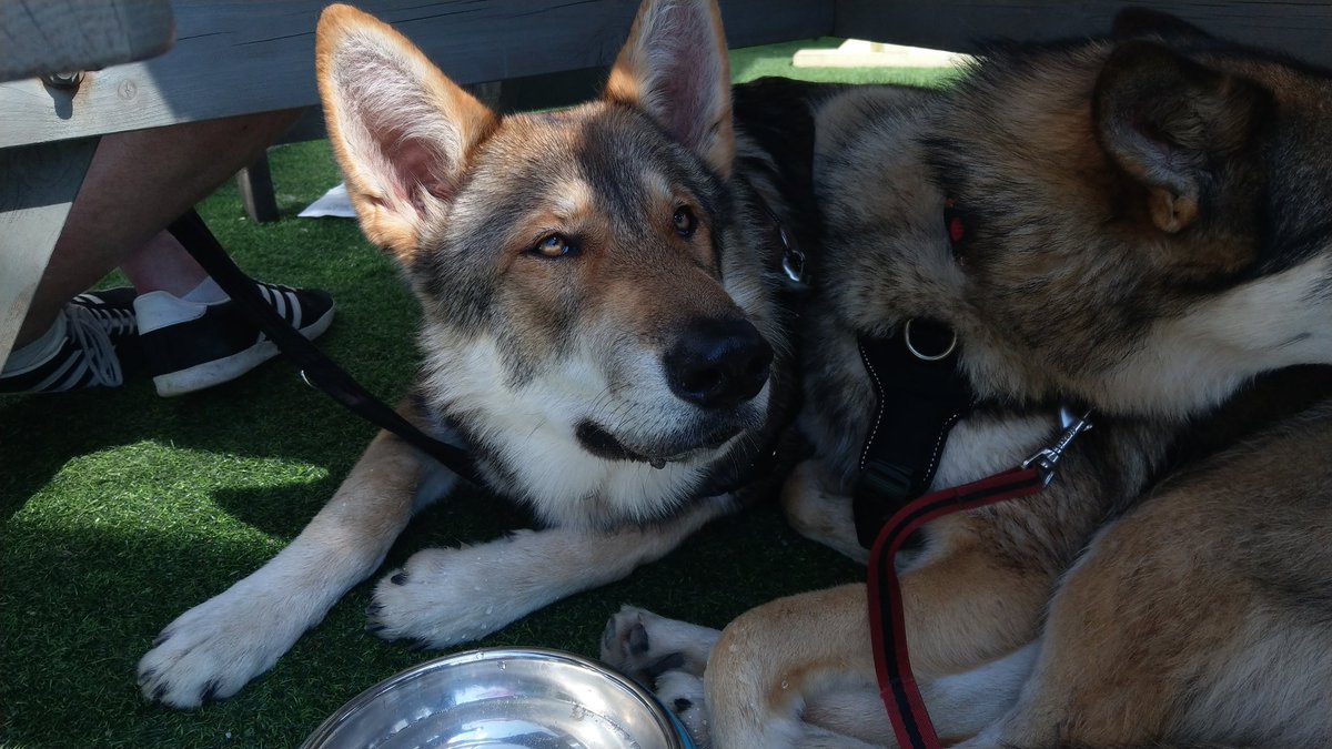 ChipFallones's tweet photo. Chilling at the @oaktreebalmaha with the 🐶
#wolfdogs 😊 @nymeria_rhaegar_tamaskan https://t.co/zd61aXJajR