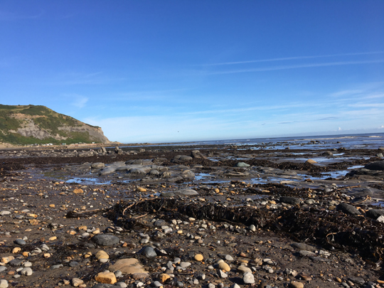 Everything_Dino's tweet image. UK summer weather means trips to the seaside for many and perhaps a fossil hunt - here's some handy safety tips: blog.everythingdinosaur.co.uk/blog/_archives… #fossilcollecting #fossilhunting