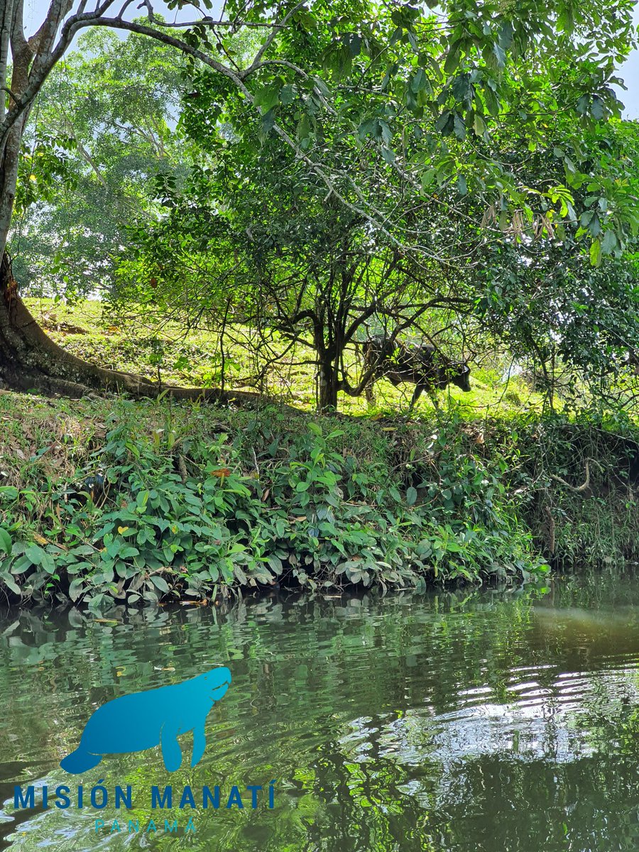 #MisionManati Especie emblemática de Bocas del Toro, amenazas como la erosión del suelo causada por la deforestación en las riveras de los Ríos San San, Negro y Changuinola, aumentan la degradación de su hábitat. <a href="/HectorGuzmanLab/">Hector M. Guzman</a> <a href="/MiAmbientePma/">Ministerio de Ambiente de Panamá</a> <a href="/senacyt/">Senacyt Panamá</a> <a href="/UTPInvestiga/">UTPInvestigación</a> <a href="/CREHORamsar/">Centro Regional Ramsar - Hemisferio Occidental</a>