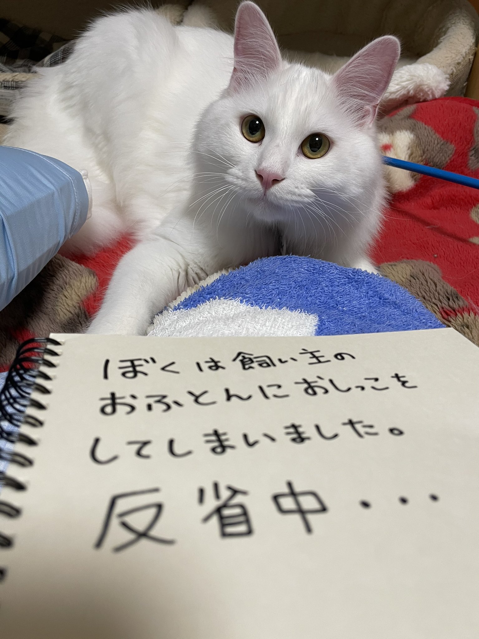 反省中の猫 Twitter Search Twitter