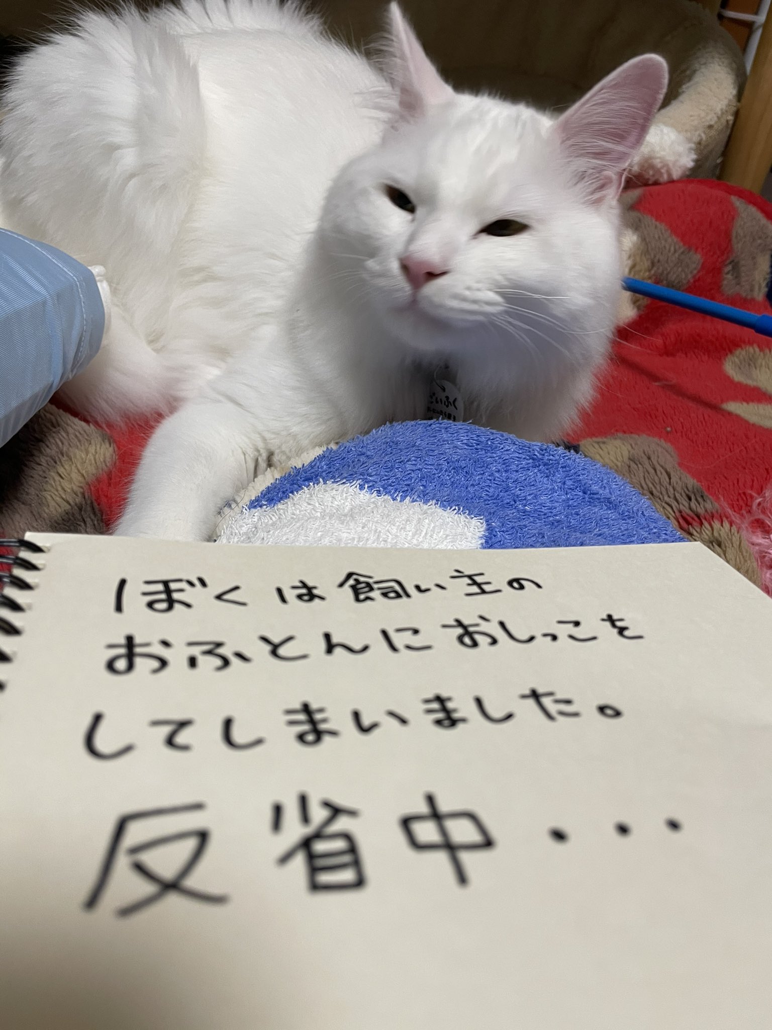 反省中の猫 Twitter Search Twitter