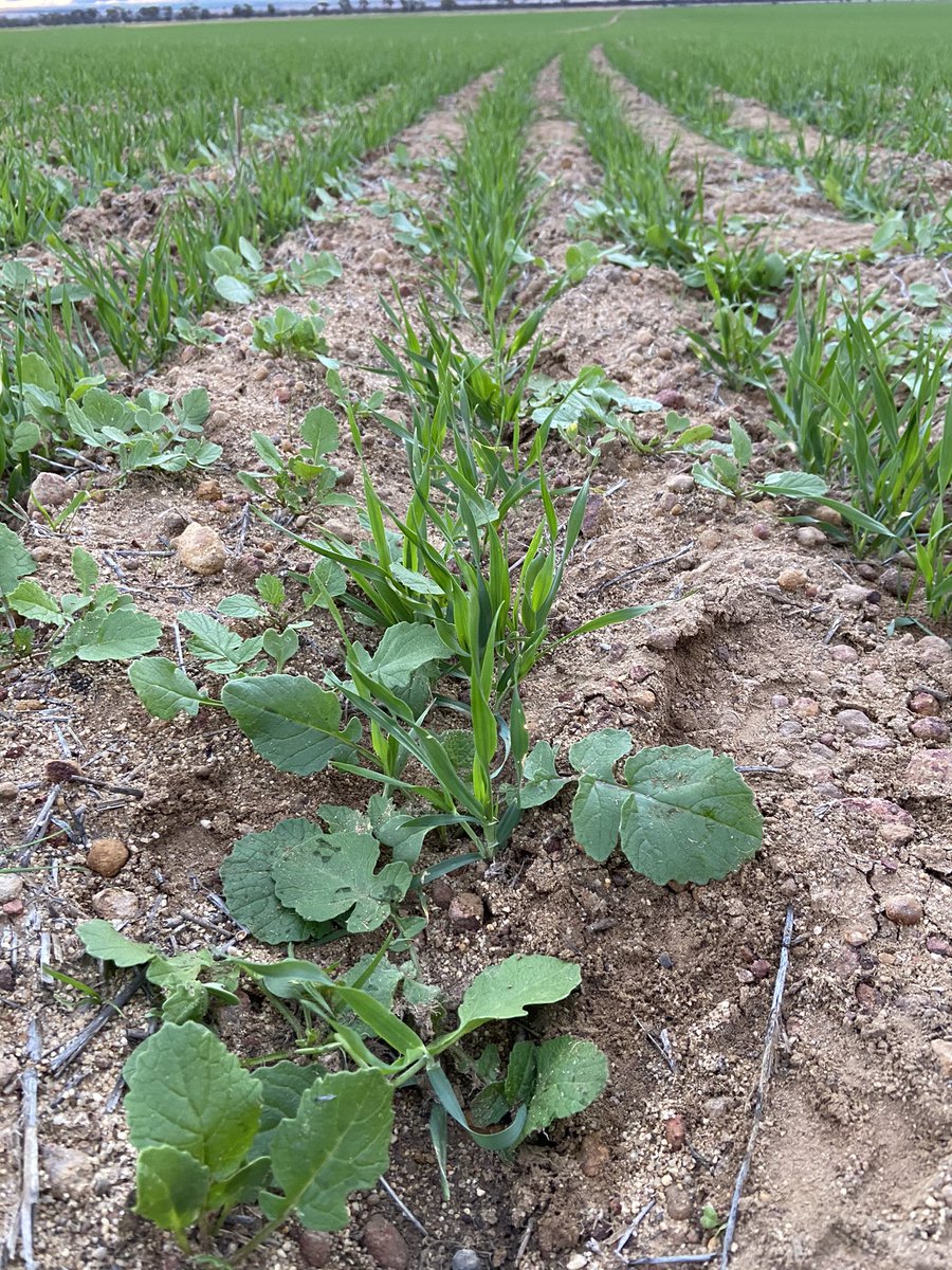 David Pfeiffer tweet media