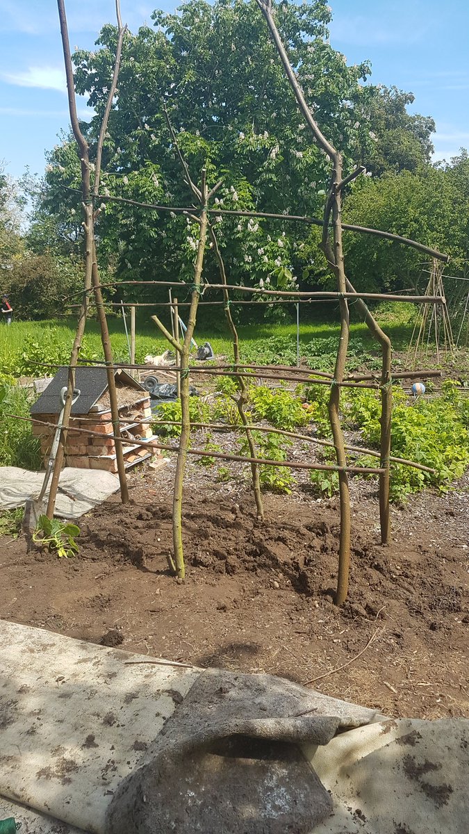 nick_shipton's tweet photo. Squash ladder ready for action, need build one more though due to excessive planting by the head gardener. Inspiration from @TheMontyDon @frostatwork https://t.co/dgd1E7bRwH