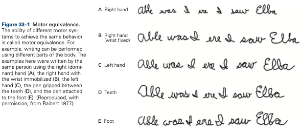 stephanmakes's tweet photo. @beyondreasdoubt This is a very cool phenomenon called motor equivalence! Handwriting is the same regardless of what body parts you use -- whether your wrist is fixed (like using a spray can) or even using your teeth. This is from the textbook "Principles of Neural Science" by Kandel et al. https://t.co/DkY5uk7qEU