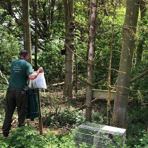 3-legged stool in practice: Larsen trap, squirrel control box, bird box and hungry gap supplementary feeding, learn more at bit.ly/3fkeHM6 #wildlifeconservation #conservationinaction #modernkeepering #shoot #wildlife #overburylife #britishwildlife #britishbirds