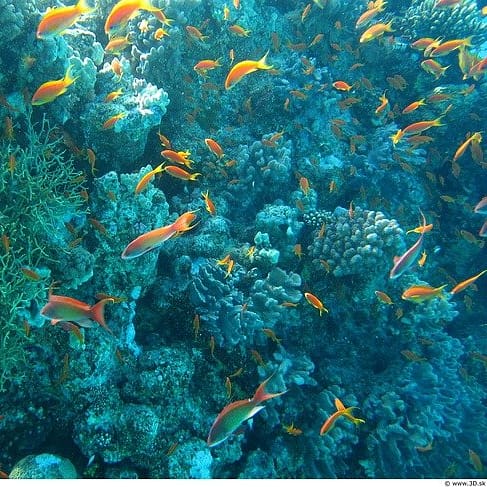 “The deep sea is the largest museum on earth, it contains more history than all the museums on land combined, and yet we’re only now penetrating it.”
— Robert Ballard