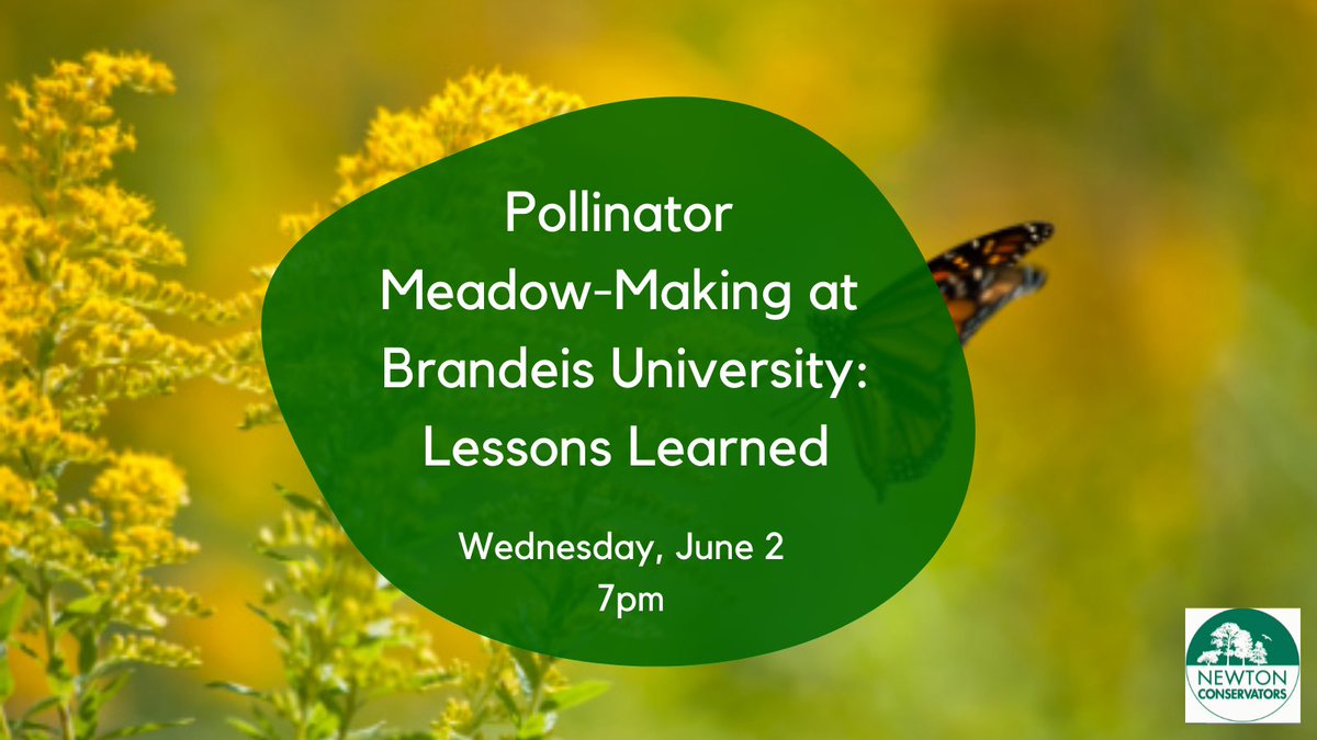 Learn how you can give biodiversity a boost in this week’s webinar! Starting with a small plot in 2016, a vibrantly colorful and diverse #pollinator meadow has grown to cover a half-acre of former lawn, close to the center of the Brandeis campus. linktr.ee/newtonconserva…