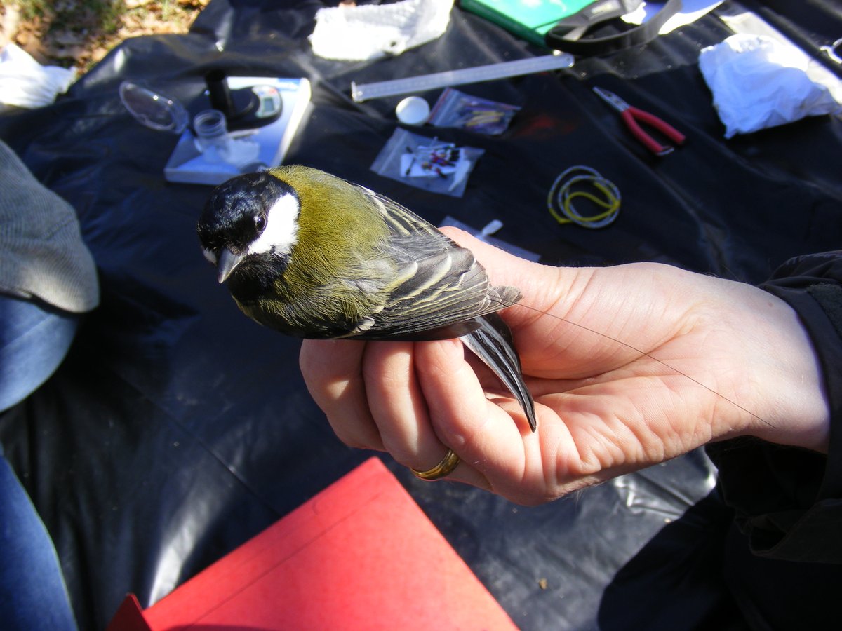 Pleasantly surprised to see our study on the genomic responses to urbanisation in a songbird featured in the Ecology and Evolution “Editors’ Highlights” webpage <a href="/NatureComms/">Nature Communications</a> 

nature.com/collections/ja… 

#ornithology #avian #UrbanEvolution