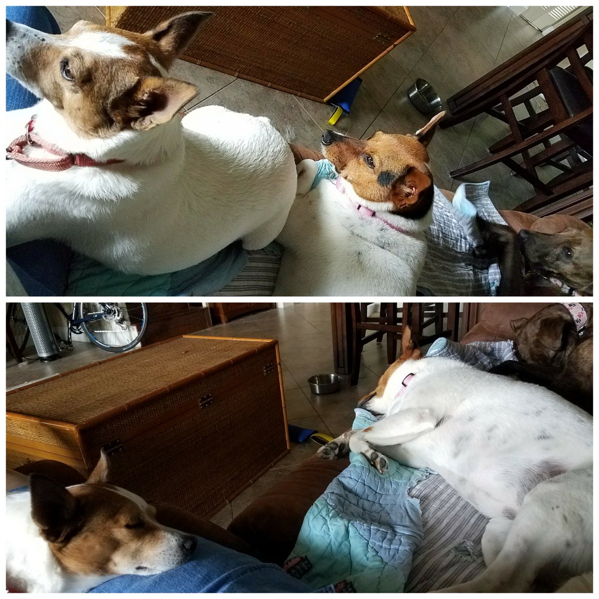 JPorkchop's tweet photo. Security system on and off. #dogalarm #dogs #jackrussellterriermix #evergladessurvivor #threeamigos https://t.co/9RIAu5RbCb