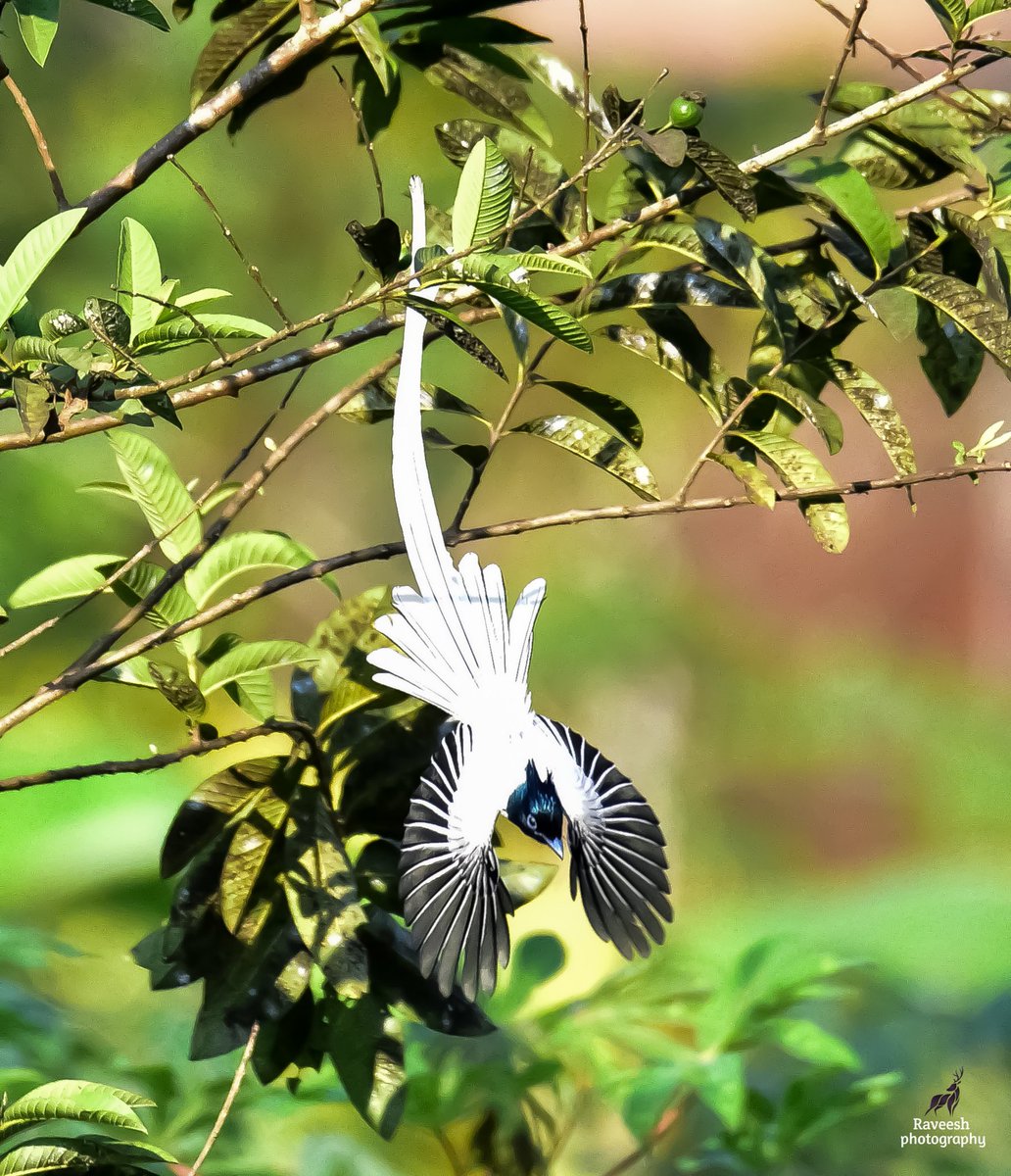 Raveeshks's tweet photo. Paradises flycatcher
Nikon D750
#paradoseflycatcher
#indianbirds
#migrtorybirds #BirdsEyeView #birdsfly #birdsofinstagram #BIRDSTORY #birdsofpride #birdswatcher #timeingphotography #flyingphotography #worldbirdwatcher #nikonphotography #nikonD750 #nikonindia #raveeshphotography https://t.co/dkvbmHxrTh