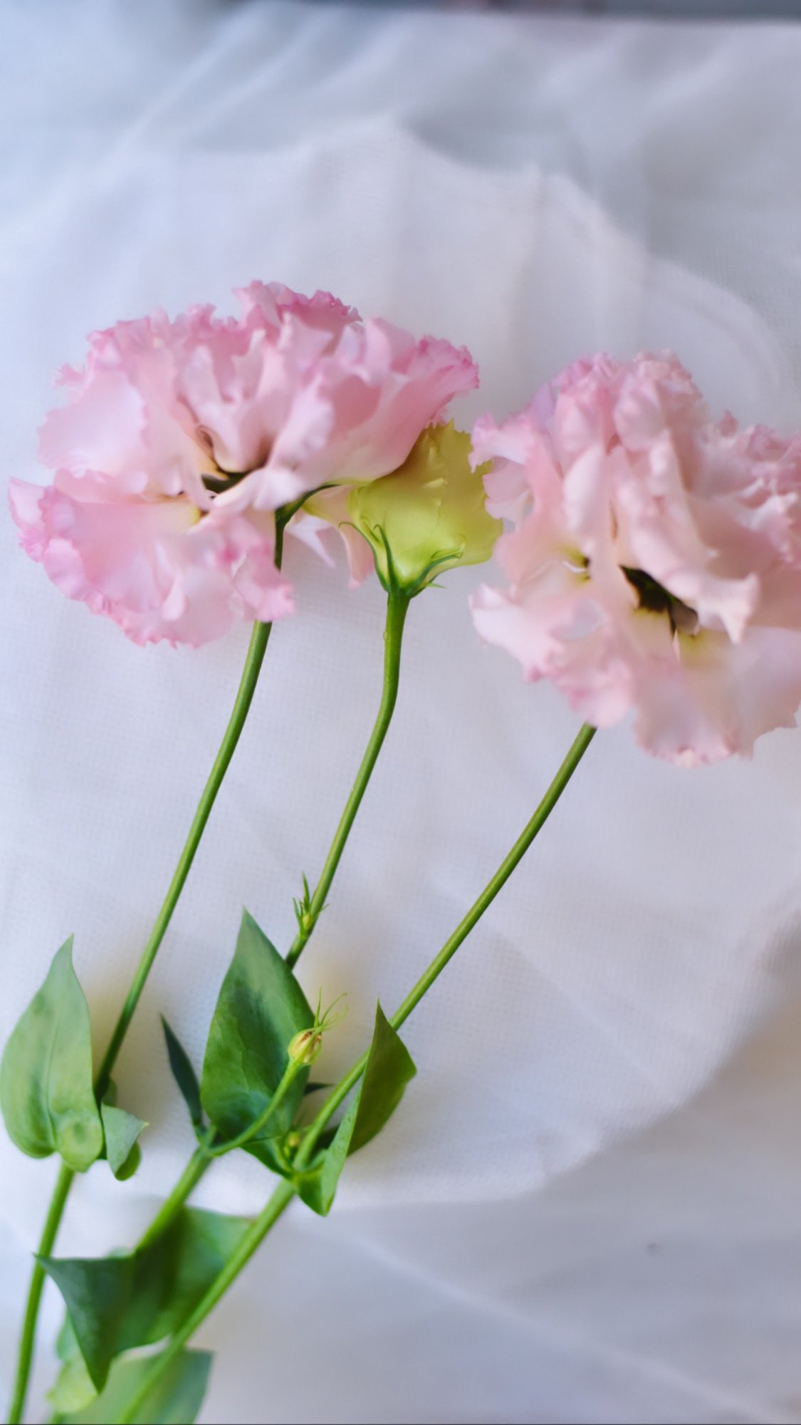 تويتر ピンクの花図鑑 Byフローラフローラ على تويتر ピンクの花図鑑その4 リシアンサス ボヤージュピンク リシアンサス トルコキキョウ ツボミも魅力的 大輪ピンクのリシアンサス 可憐なフリルを纏って リシアンサス トルコキキョウ ボヤージュピンク 花 تويتر ピンクの花図鑑 Byフローラフローラ على تويتر ピンクの花図鑑その4 リシアンサス ボヤージュピンク リシアンサス トルコキキョウ ツボミも魅力的 大輪ピンクのリシアンサス 可憐なフリルを纏って リシアンサス トルコキキョウ ボヤージュピンク 花