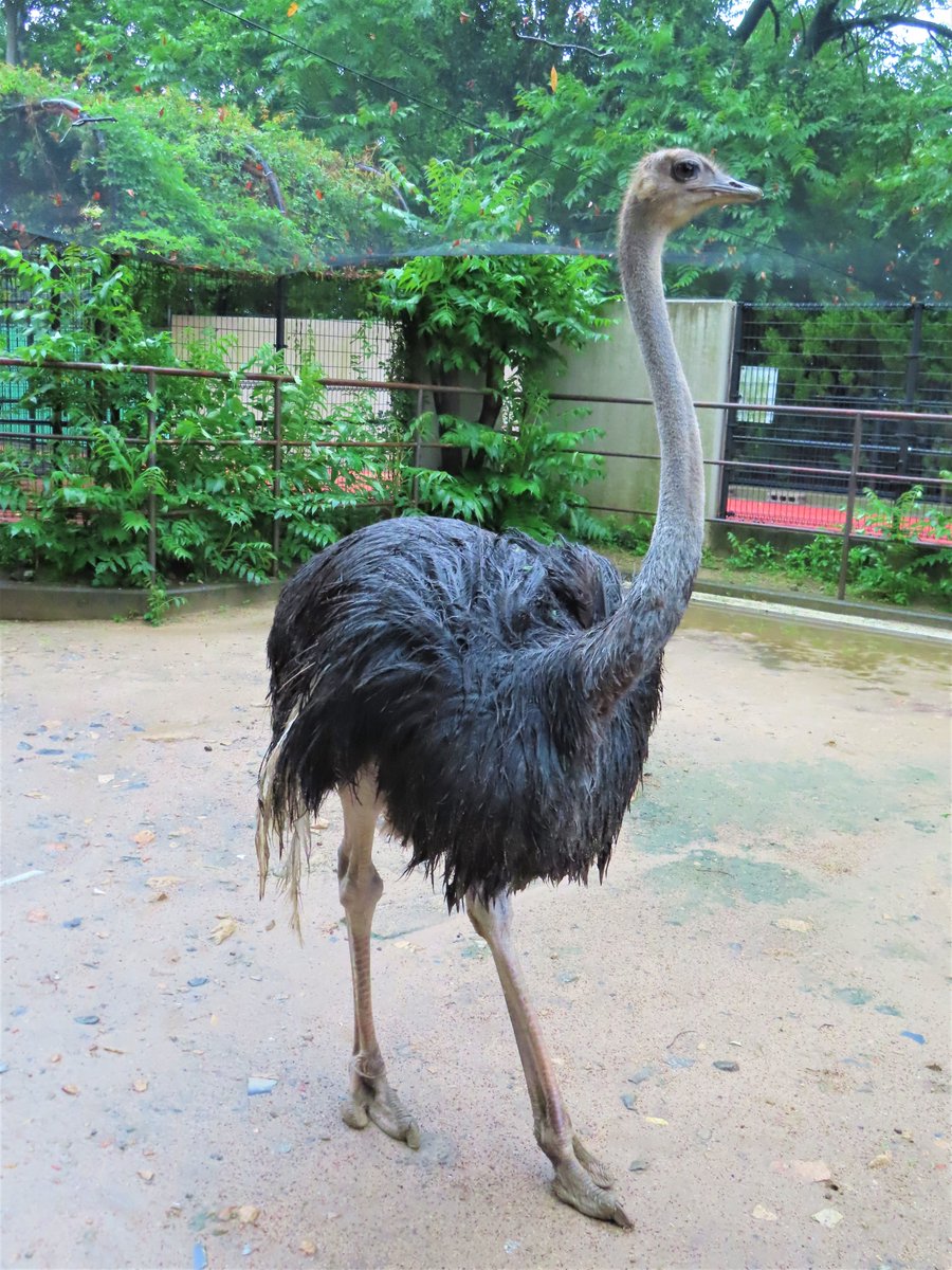 M-296ダチョウの足！指付き! M-296ダチョウの足！指付き!