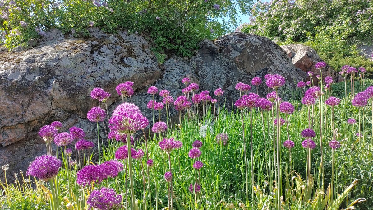 YuniFenrir's tweet photo. Pretty flowers 😸🌸🌺 https://t.co/5HkPjAS5ki