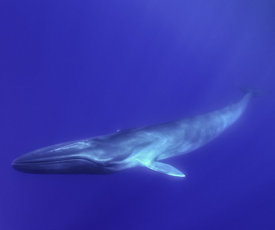 CMAquarium's tweet photo. Today's Whale Wednesday features the second biggest mammal in the world, the fin whale! This species is actually a bit on the shy side as they are known for not breaching or spyhopping, they even avoid raising their fluke out of the water for much of the time. https://t.co/znC4Nq2lsv