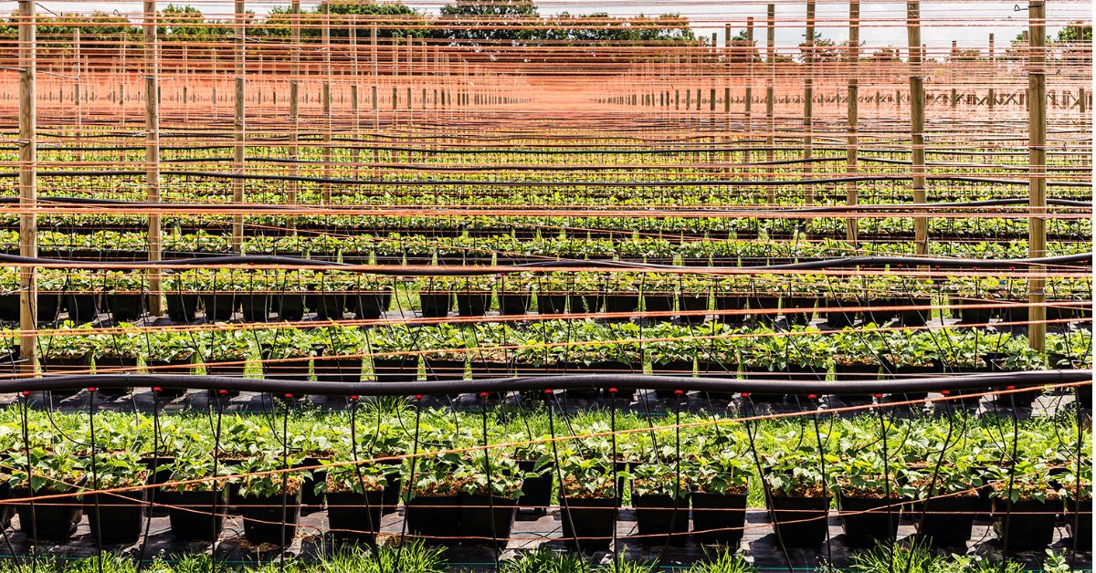 Bato becomes <a href="/Delphy/">Delphy</a> ISFC’s innovation partner🤝🍓 As an innovative company, we want to play a part to further developments in #softfruitcultivation and the #softfruitsector. We want to share all knowledge with our customers and distributors. bit.ly/3idvWRg