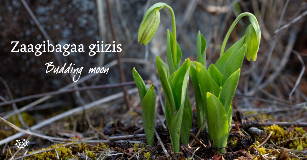 PimAkiWHS's tweet photo. The month of June falls during the 6th moon of the lunar calendar: Zaagibagaa giizis (budding moon).  🌘
Flowers, leaves &amp; medicines begin to bloom. New life including the birth of baby #birds &amp; other #wildlife is seen across #PimAki. 
Photo: Hidehiro Otake https://t.co/yp4vvYfury