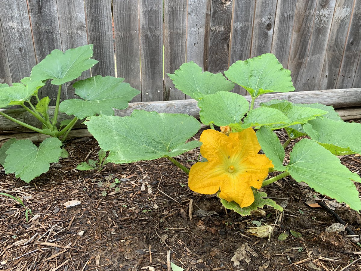 It's that time of year when rouge pumpkin plants try to make a go of it before the heat of summer sets in. I applaud their gusto.