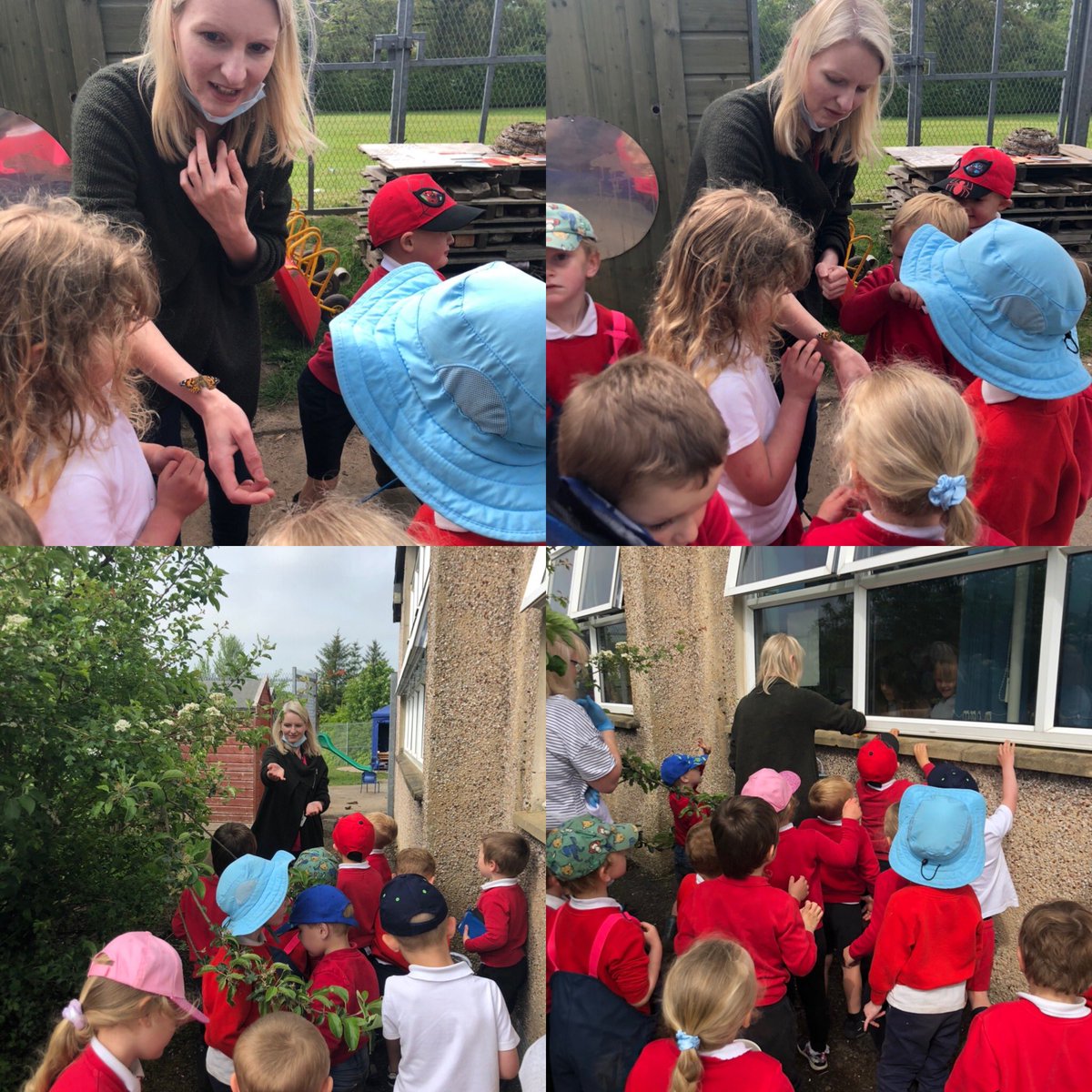 Today we released our 4 butterflies into the orchard. We were sad to say goodbye but are sure they will come back to our nursery garden to say hello! 👋 P2/1 watched from their classroom too! 😀🦋 🐛 #lifecycles #nurturingnature #learning #nurseryschoollink