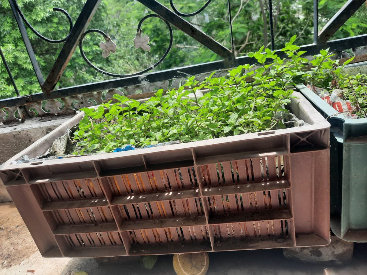 bp051t1ve_pr1ya's tweet photo. @TataPravesh Happy to see a Bulbul nesting in one of the plants from my garden.
#TataPravesh #Contest #AkelaHiKaafiHai #BehindTheDoor #EnvironmentDay #EnvironmentDayContest
Join
@ProudMomOfADall @Amitsha05006851 @Chandansahoo378 @Geeta5122005 @CobraKaaii @HiManGoyal23 
3/n https://t.co/LnvHxsILXC