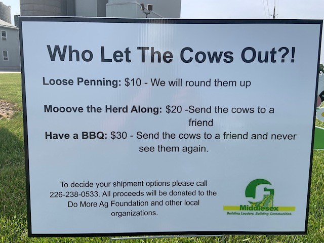 middlesexjf's tweet photo. @NewLifeMills was in for a surprise this morning with the arrival of our latest project #WhoLetTheCowsOut? The cows will be making their way through Middlesex, as they raise awareness and money for @domoreag and other local charities! #MiddlesexJF #MentalHealthMoovement https://t.co/cDk249Nzxj