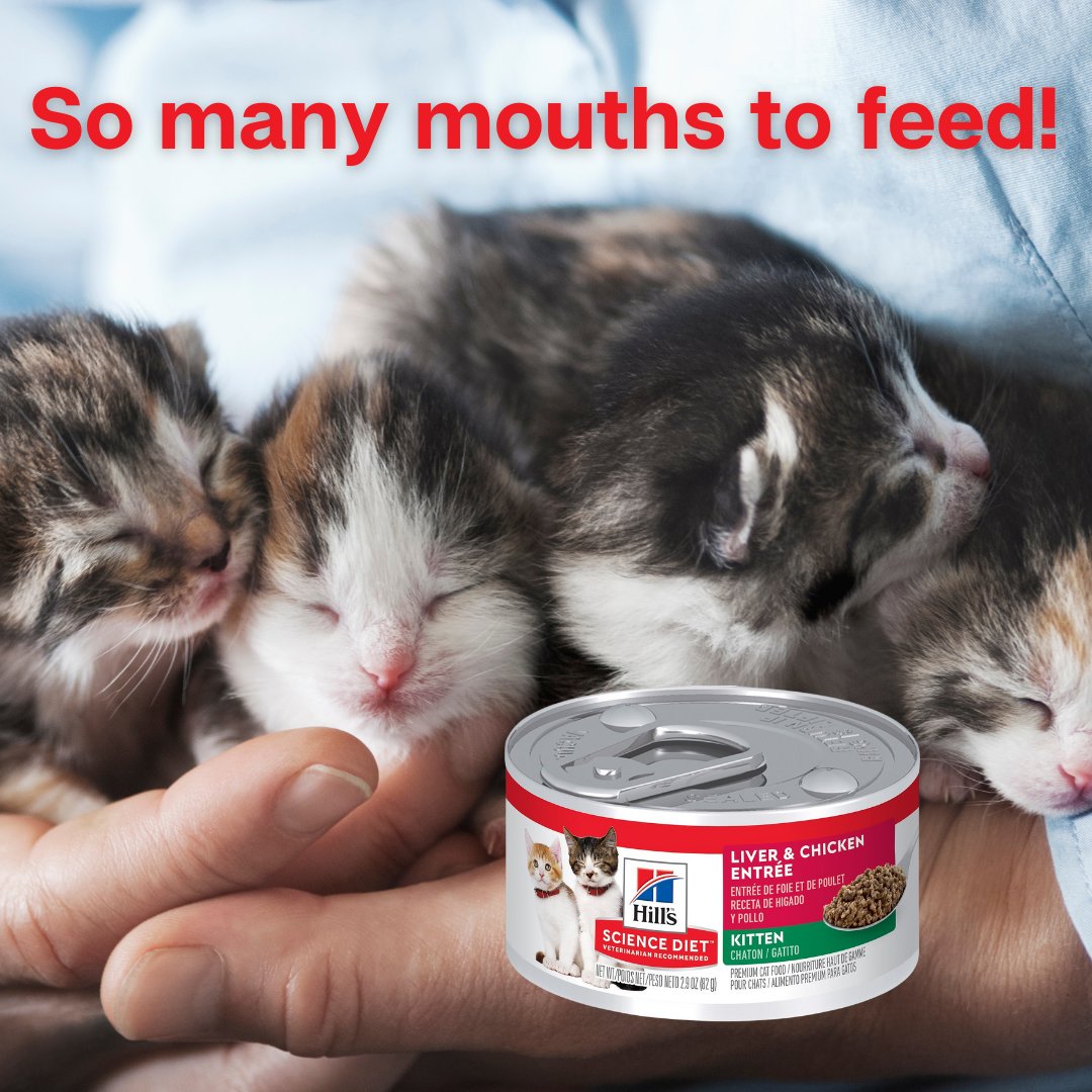 bmorehumane's tweet photo. We have heaps of of kittens coming into the shelter and going out onto foster so we need all the Hill's Science Diet wet kitten food we can get! Drop off or deliver to: 1601 Nicodemus Rd, Reisterstown. Thanks to everyone who has already donated!
#baltimorehumane
#sciencediet https://t.co/X34Oj6BQL0