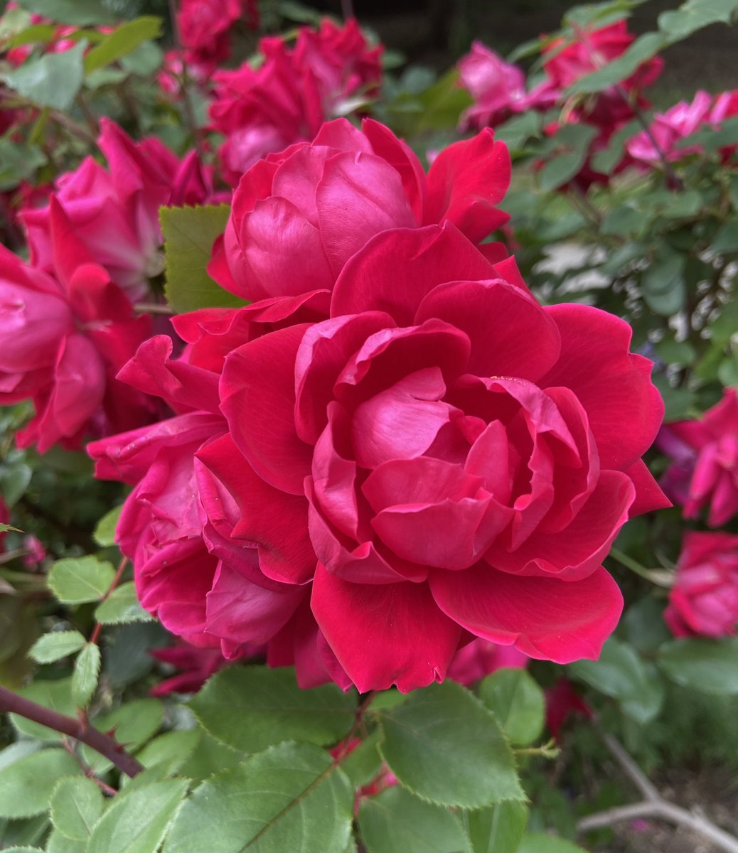 Soukenberi's tweet photo. Wednesday inspiration! Working on new products. Can’t wait to share!  #ROSES https://t.co/U3UPpwSlTU